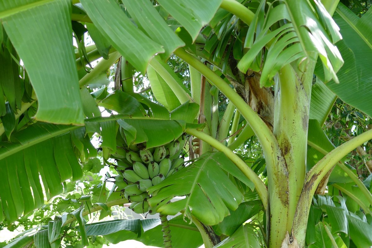 Eine Bananenpflanze in Makululu