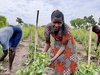 Uganda: Feldarbeit in Palabek