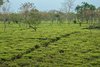 Indien: Teeplantagen in Assam