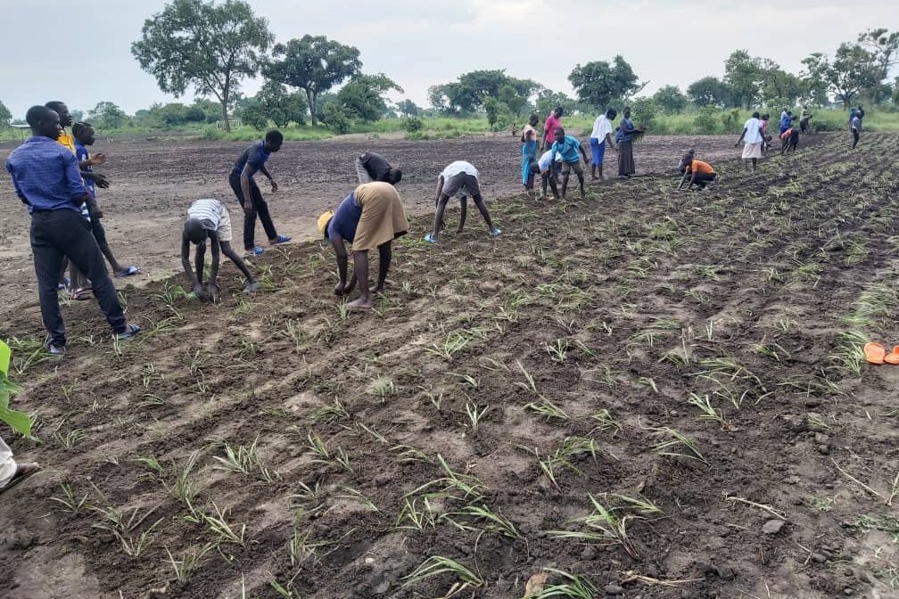 Uganda: Gemeinsame Anbaufläche in Palabek