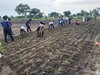 Uganda: Gemeinsame Anbaufläche in Palabek