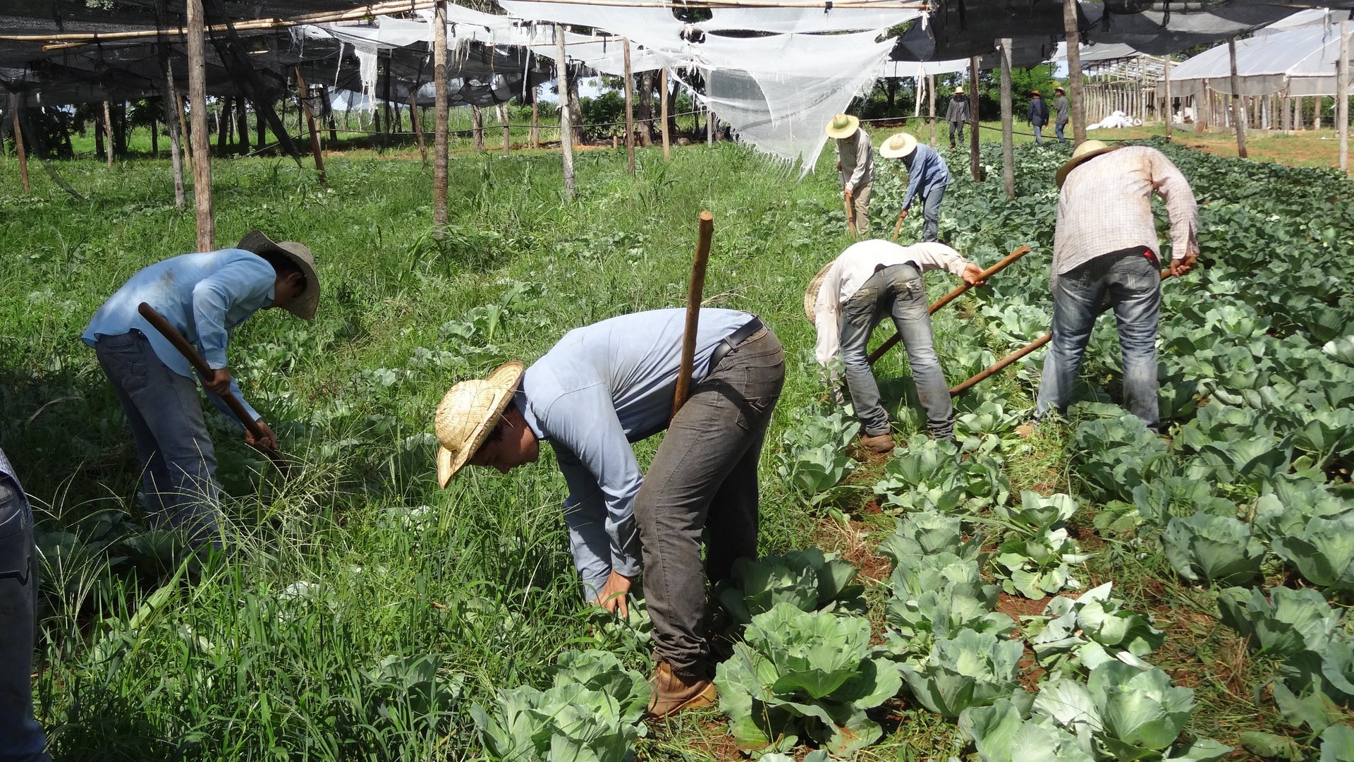 Paraguay: Menschen bei der Gemueseernte