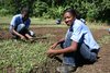 Haiti: junge Frauen bei der Ernte